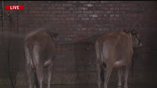 How Dairy Cow Farmers Prepare Their Cows for the Iowa State Fair