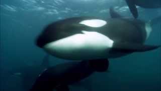 Blackfish | Official Trailer US (2013) Orca Tilikum