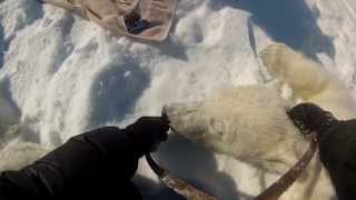 Colorado State University Studies Health Issues in Polar Bear Populations