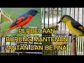 CARA MEMBEDAKAN BURUNG MANTENAN JANTAN DAN BETINA || tonton sampai selesai 🤝 #burung #mantenan