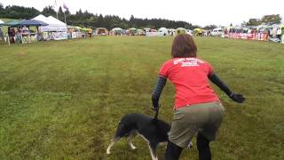 2014 ajpc Discdog