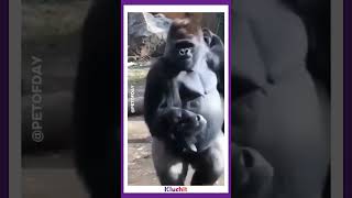 Gorilla Showing her baby to a human mother #animallover #gorilla #love