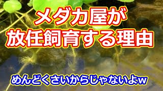 私が放任飼育する理由 過保護にしない理由 滋賀県のメダカ販売店　めだか藁屋 高木正臣