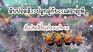 เคราฤาษีปลูกกับอะไรก็ได้จริงหรอ|ปลูกสับปะรดสีในกระถาง4นิ้ว|สับปะรดสีห้อยเคราฤาษีสวยๆ (ลองทำตามได้นะ)