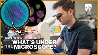 Explore everyday items under the microscope