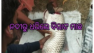 Nadiru Dhorile Birat machha 🌹🌹ନଦୀରୁ ଧରିଲେ ବିରାଟ ମାଛ 🌷manoranjan lipika 🥀