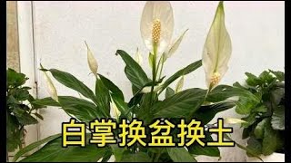 想让白掌长势旺盛开花多，必须换盆换土，土壤里还得加一样东西