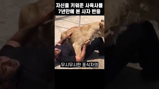 자신을 키워준 사육사를 7년만에 본 사자 반응