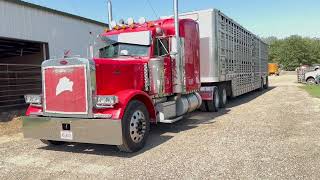 Inside of a cattle pot, i.e. trailer. One of the best drivers I use, Nick, just upgraded his trailer