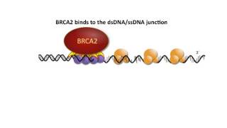 BRCA2 in homologous recombination