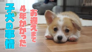 お迎えまで４年かかったコーギー子犬の理由をお話しします/多頭飼いコーギーお迎え２日目