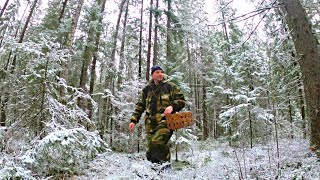 Грибник вышел в новый лес и был в шоке! Грибов немерено - руки устали резать! Грибы 2021 под снегом