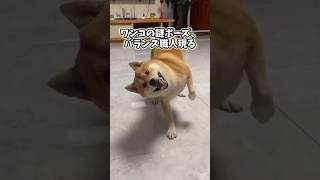 犬さんの動画見て笑ったら寝ろwwwwwww #pets #柴犬 #ゆっくり解説