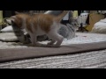 子猫まや、10回目の猫部屋訪問【瀬戸のまや日記】cute kitten maya s 10th visit to the cats room.