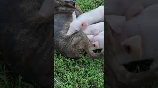 Homesteading: That's crazy!! Our dog is nursing piglets!