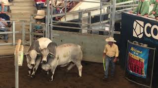 LOT 443 SOLD $42,500 GRIFFIN GRAZING