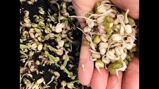 Micro-pousses, germinations : comprendre la différence.