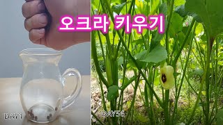 오크라 키우기 ( Okra cultivation)