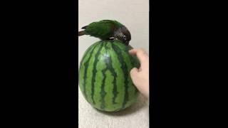 ウロコインコ：チビハルTwitter動画～299