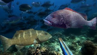 Bertarung Dengan Arus Untuk Menaklukkan Giant Sweetlips Dan Ikan Kerapu Super