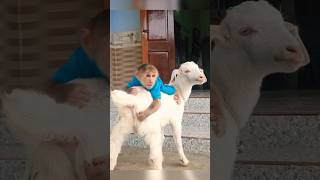 monkey and goat friendship #funny #viral #shorts