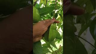 කාමරංගා අච්චාරු/star fruit pickles 😋😋