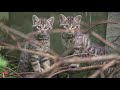 meet the scottish wildcat kittens