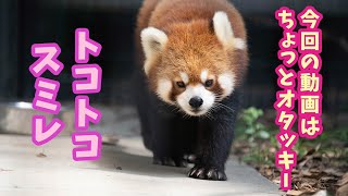 【トコトコ可愛いスミレちゃん！】日本平動物園のレッサーパンダのスミレ