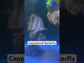 the copperband butterfly fish 🐟