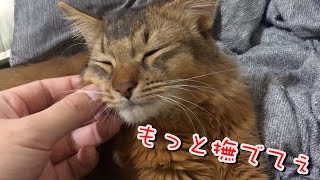 撫でられるのが好きでデレデレに甘える子猫w Vol.1【ソマリ】