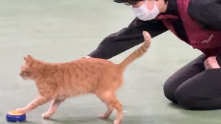 ネェ〜ミヤコちゃんワタシのコト‥‥⁈ なかなか見れない猫によるショー ザ・キャッツ　那須どうぶつ王国にて　2023年4月23日