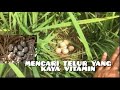 Telur burung sawah yang kaya vitamin telur burung mandar batu.