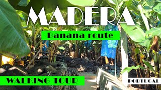 [4K] BEAUTIFUL MADEIRA BANANA ROUTE WALKING TOUR/SPACER PO PLANTACJI BANANÓW/MADERA Madalena do Mar