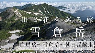 【登山】雪倉岳（白馬岳～雪倉岳～朝日岳縦走　蓮華温泉周回ルート）百花繚乱の白馬連峰を縦走しました（ミヤマムラサキ・ミヤマアズマギク・キンコウカ）