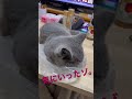 ビニール袋を捨てようと思ったら… shorts ねこ 猫