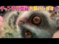 bushbaby plum s growth diary ショウガラゴ プラムの成長日記 632