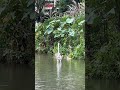 sighting of the grey heron at bishan park. herons bishanpark birdwatching