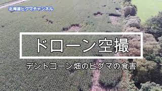 ドローン空撮　デントコーン畑ヒグマの食害