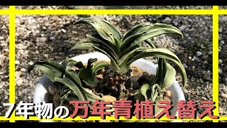 【7年そのままの万年青を植え替え】友人が万年青をもってきてくれました。午前中一杯、直射日光をあてる日作り【万年青の豊明園】蒲郡　【How to Grow OMOTO 】Rohdea japonica