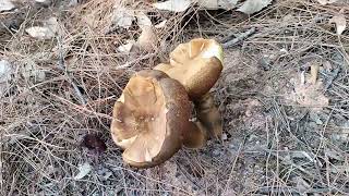 เห็ดตับเต่า (Bolete) หรือ เห็ดห้า ในป่าเต็งรัง ดอยม่อนดอก