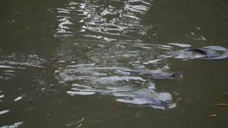 新加坡野生動物_水獭_巨蜥 City In Nature_ The Smooth-coated Otters In South West Singapore_ 30may2023 7.50am