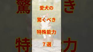 愛犬の驚くべき特殊能力7選 #犬ランキング #犬動画 #犬好き #犬のいる暮らし #犬のいる暮らし