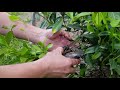 How to Easily Propagate a Bunch of Star Jasmine at a Time Using Air Layering (简易的络石藤/风车茉莉大量繁殖法)