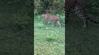 இலங்கையில் சிறுத்தை #leopards #bigcats #srilankanleopards