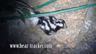 Western Spotted Skunk