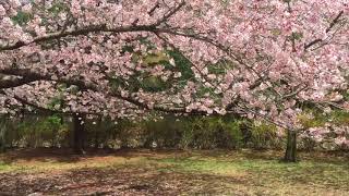 2018/4/6 韓國  佛國寺 櫻花1