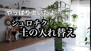 【観葉植物】シュロチクの土を入れ替え ～やばいの出てきました～