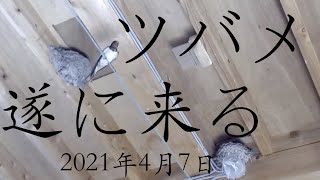 ツバメが来てた！！ 【2021年4月7日】