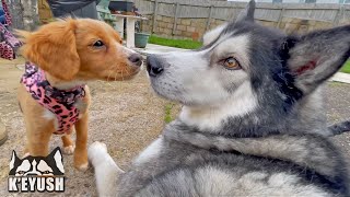 Huge Husky Meets A Tiny PUPPY And TALKS To Her!