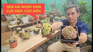 Sen Đá Nhập Hàn Cực Độc, Màu Siêu Đẹp, Tiếp Tục Quà Tặng Khủng